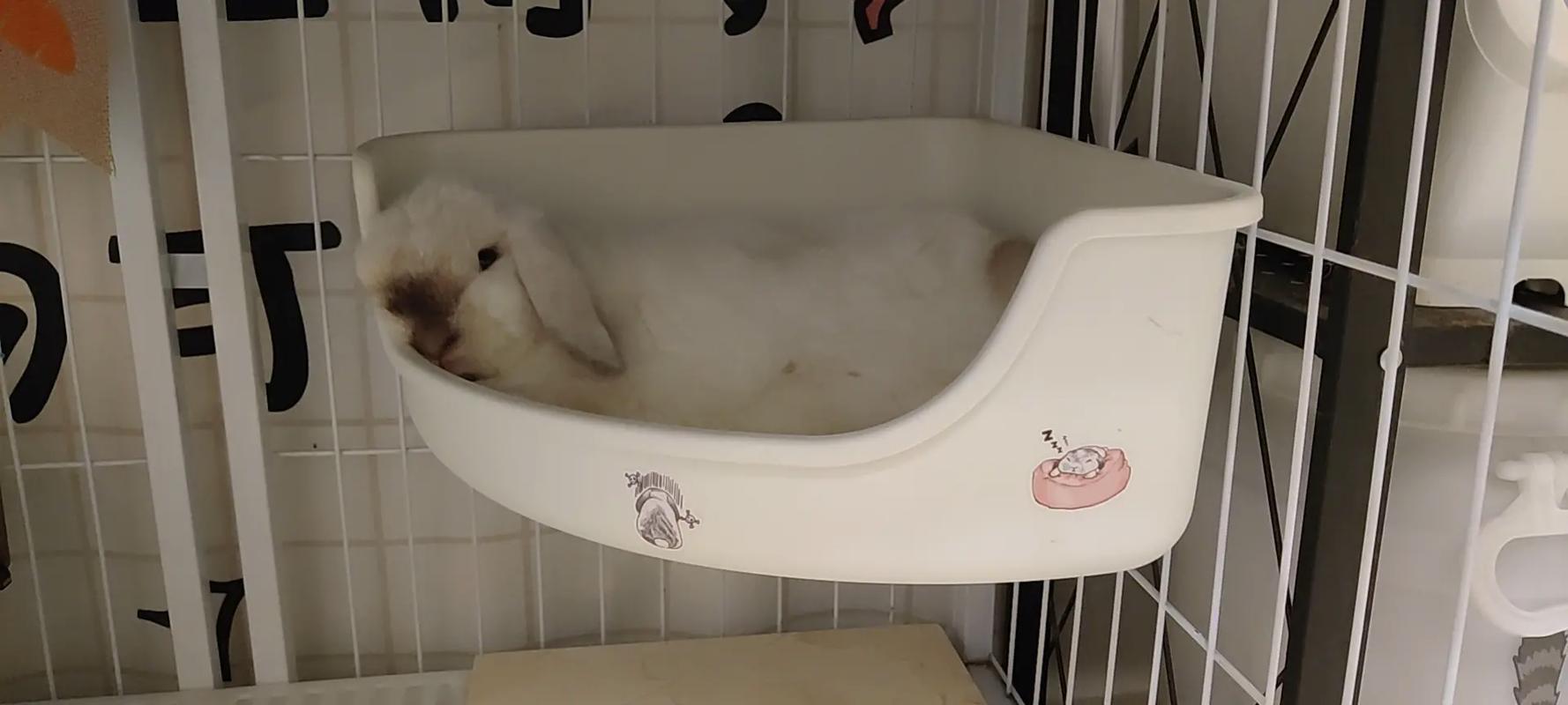 兔子晚上睡觉吗