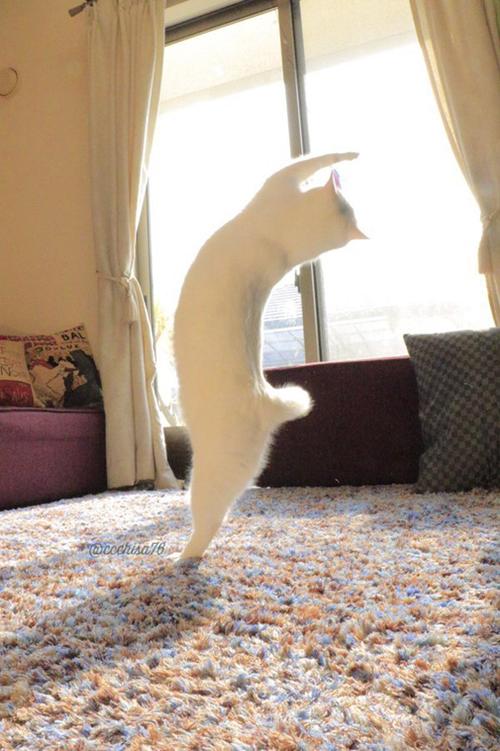 波斯猫舞蹈