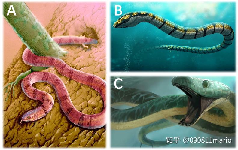 蛇的祖先是什么动物的相关图片